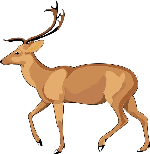 Moose, elk PNG透明元素免抠图素材 16素材网编号:66214