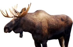 Moose, elk PNG透明元素免抠图素材 16素材网编号:66218