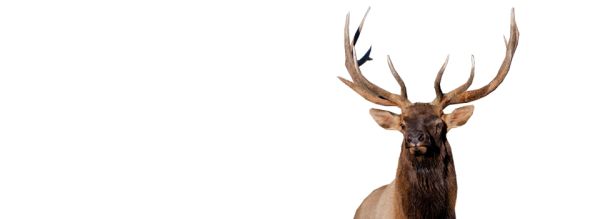 Moose, elk PNG透明元素免抠图素材 16素材网编号:66224