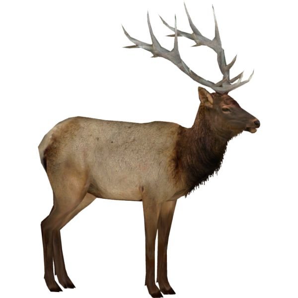 Moose, elk PNG透明元素免抠图素材 16素材网编号:66225