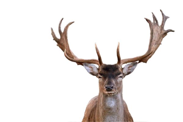 Moose, elk PNG透明背景免抠图元素 16图库网编号:66227