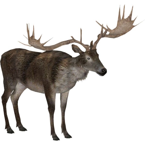 Moose, elk PNG透明元素免抠图素材 16素材网编号:66228
