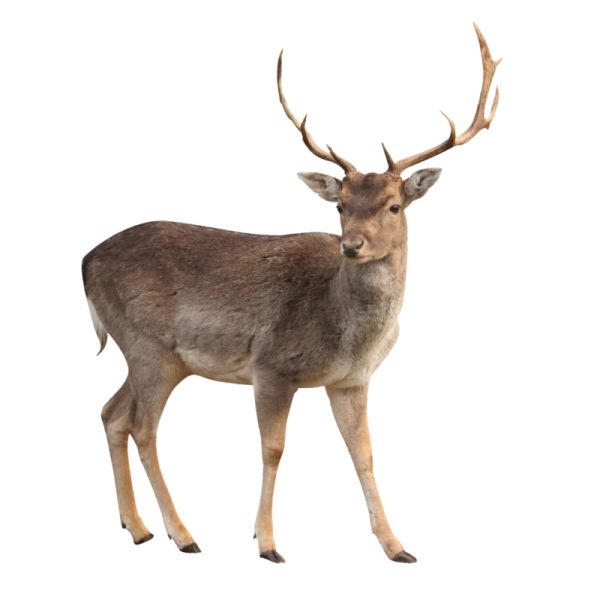 Moose, elk PNG透明元素免抠图素材 16素材网编号:66229