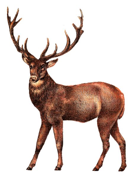 Moose, elk PNG免抠图透明素材 素材天下编号:66203