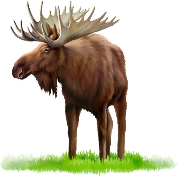 Moose, elk PNG透明元素免抠图素材 16素材网编号:66235