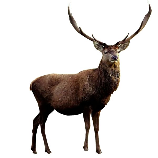 Moose, elk PNG免抠图透明素材 普贤居素材编号:66239