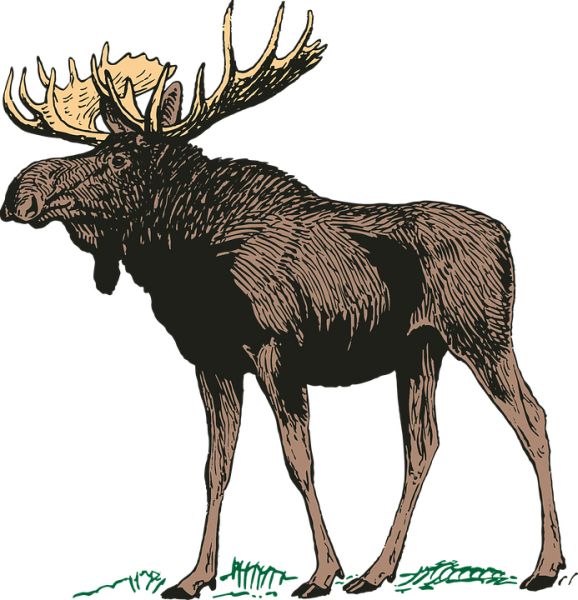 Moose, elk PNG免抠图透明素材 普贤居素材编号:66246