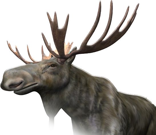 Moose, elk PNG透明元素免抠图素材