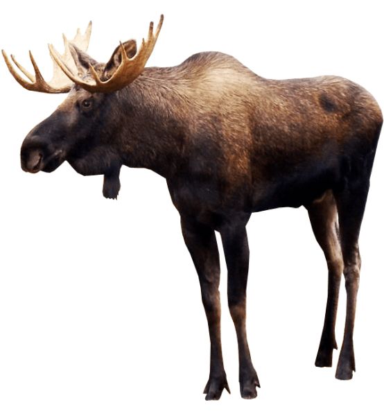 Moose, elk PNG透明元素免抠图素材 16素材网编号:66254