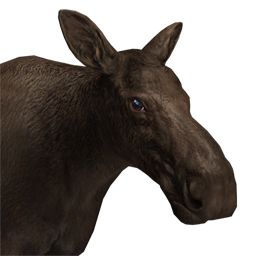 Moose, elk PNG免抠图透明素材 普贤居素材编号:66258