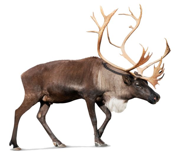Moose, elk PNG免抠图透明素材 普贤居素材编号:66263