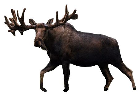 Moose, elk PNG透明元素免抠图素材 16素材网编号:66264