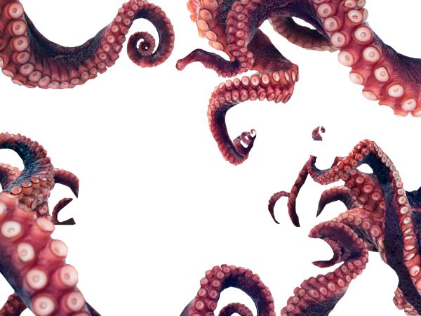 章鱼 PNG免抠图透明素材 16设计网编号:47002