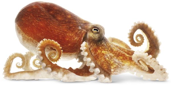 章鱼 PNG免抠图透明素材 素材天下