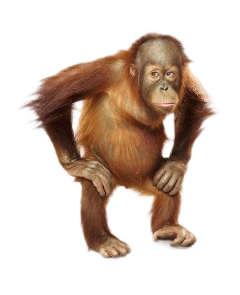 猩猩 PNG免抠图透明素材 素材中国编号:31362