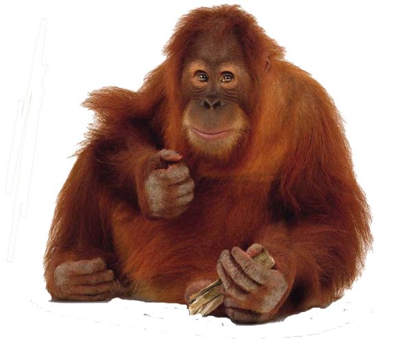 猩猩 PNG免抠图透明素材 16设计网编号:31383