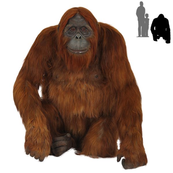 猩猩 PNG免抠图透明素材 16设计网编号:31369