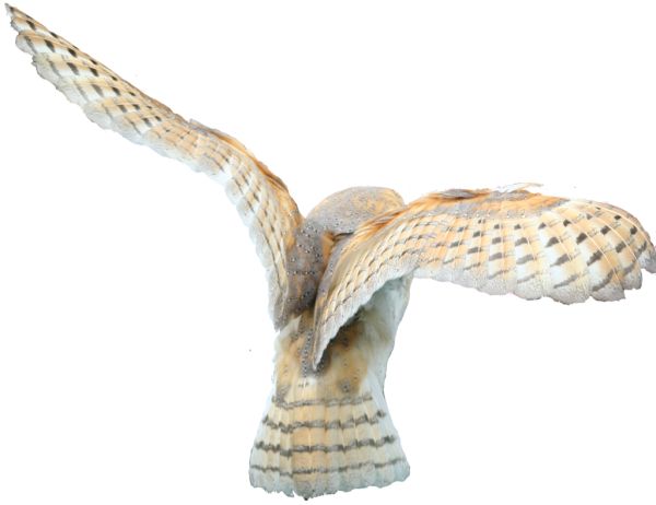 猫头鹰 PNG免抠图透明素材 16设计