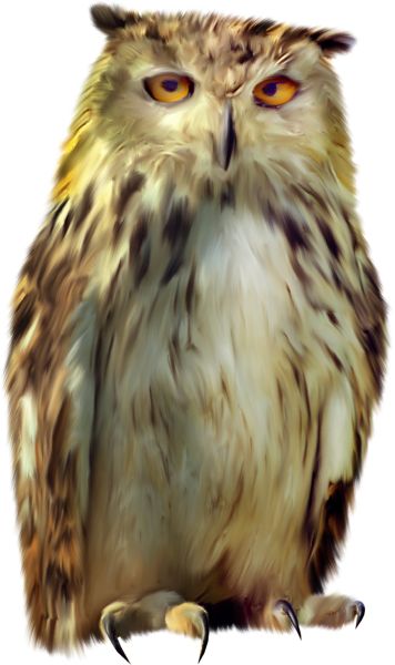 猫头鹰 PNG透明背景免抠图元素 16图库网编号:26798