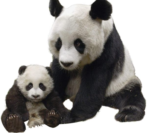 熊猫 PNG免抠图透明素材 16设计网编号:20694
