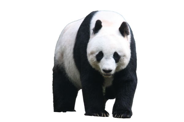 熊猫 PNG透明背景免抠图元素 16图库网编号:20705