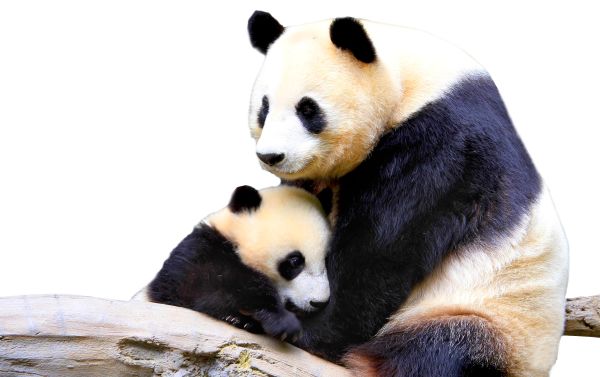 熊猫 PNG透明背景免抠图元素 16图库网编号:20709