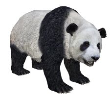 熊猫 PNG透明背景免抠图元素 16图库网编号:20716