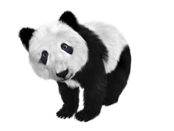 熊猫 PNG免抠图透明素材 普贤居素材编号:20717