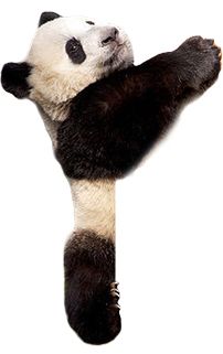 熊猫 PNG透明背景免抠图元素 16图库网编号:20722