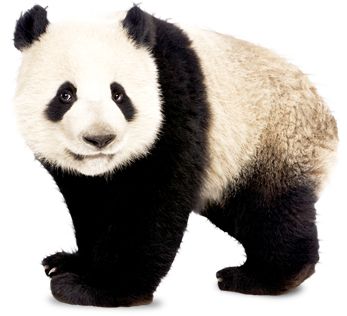 熊猫 PNG透明元素免抠图素材 16素材网编号:20724
