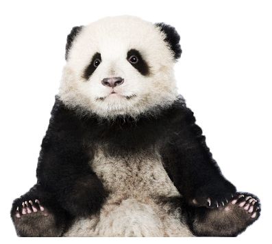 熊猫 PNG透明背景免抠图元素 16图库网编号:20697