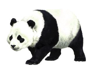 熊猫 PNG免抠图透明素材 16设计网编号:20698