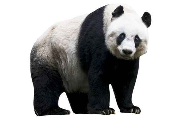 熊猫 PNG透明元素免抠图素材 16素材网编号:20701