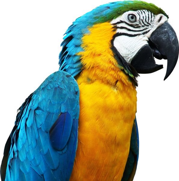 蓝鹦鹉PNG图片，免费下载 图片编号:721