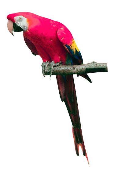 粉红鹦鹉PNG图片，免费下载 图片编号:727
