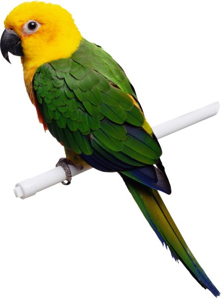 绿黄鹦鹉PNG图片，免费下载图片编号:732