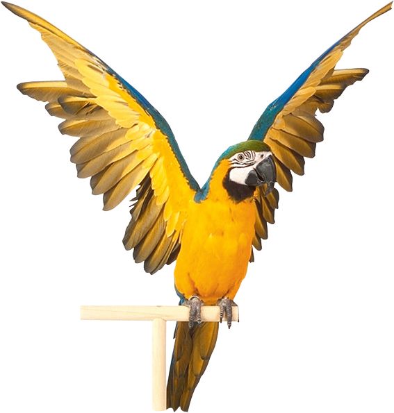 鹦鹉PNG透明背景免抠图元素 16图库网编号:96553