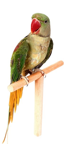 鹦鹉PNG免抠图透明素材 16设计网编号:96556