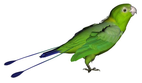 鹦鹉PNG免抠图透明素材 16设计网编号:96557