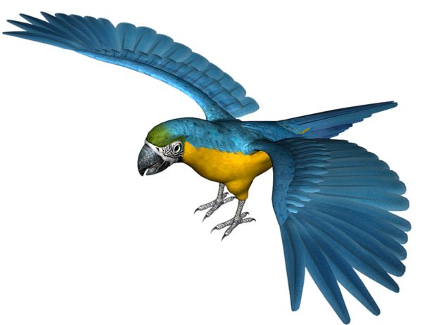 鹦鹉PNG免抠图透明素材 16设计网编号:96562