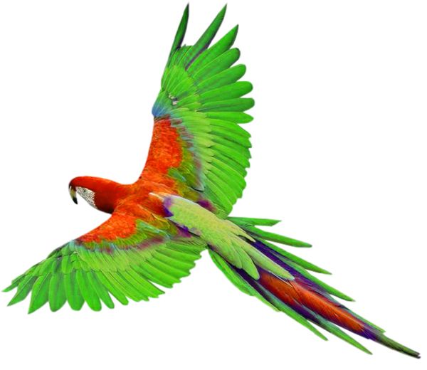 鹦鹉PNG免抠图透明素材 16设计网编号:96569
