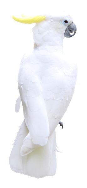 鹦鹉PNG免抠图透明素材 素材中国编号:96571