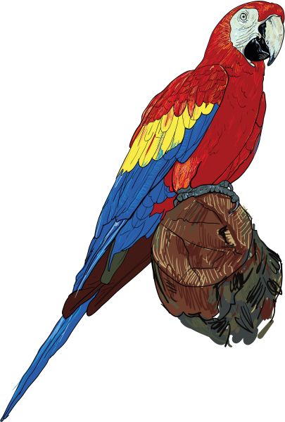 鹦鹉PNG透明背景免抠图元素 16图库网编号:96583
