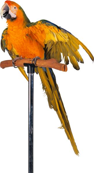 鹦鹉PNG免抠图透明素材 16设计网编号:96588