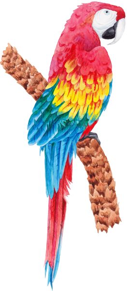 鹦鹉PNG免抠图透明素材 素材天下编号:96589