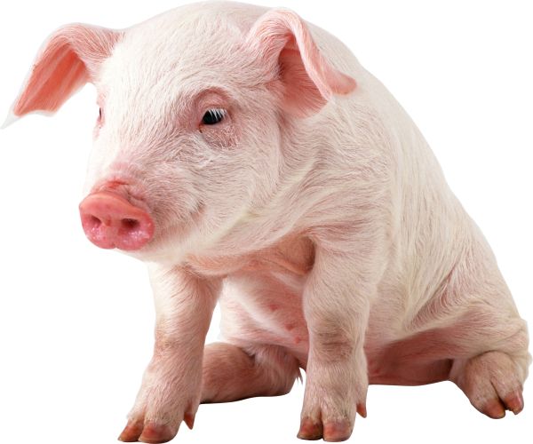 猪PNG免抠图透明素材 素材中国编号:2192