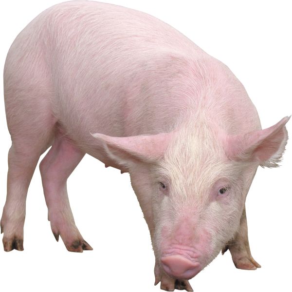 猪PNG免抠图透明素材 素材中国编号:2197