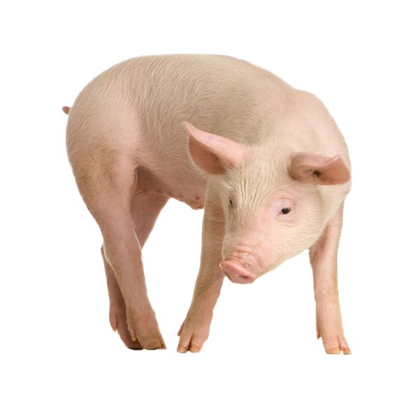 猪PNG免抠图透明素材 16设计网编号:2206
