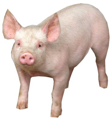 猪PNG免抠图透明素材 16设计网编号:2211