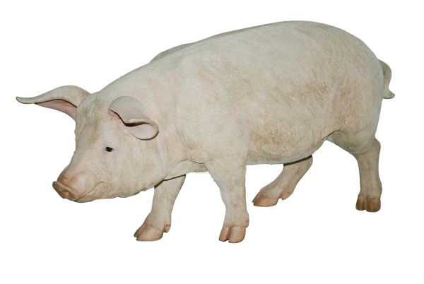猪PNG免抠图透明素材 16设计网编号:2212